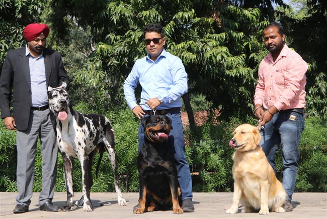 PANCHKULA DOG SHOW: ADOPTION OF STRAYS' PROJECT TO BE A PART OF SHOW