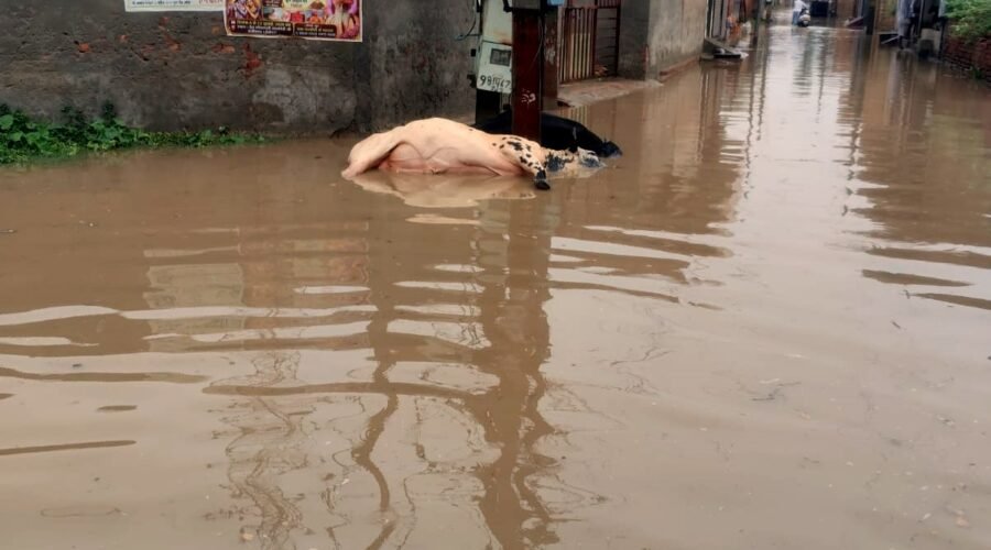 FOUR ANIMALS DIE DUE TO ELECTROCUTION IN RAIN WATER