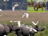 काज़ीरंगा के इको-सेंसिटिव ज़ोन की सीमा घटाने के प्रस्ताव पर संरक्षण बनाम विकास की बहस