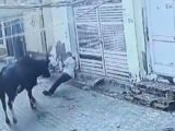 THE PROMISE BY AAP LEADERS TO TACKLE THE STRAY BULL MENACE IS YET TO BE FULFILLED