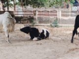 ABOHAR MUNICIPAL CORPORATION PARK BECOMES A HAVEN FOR STRAY ANIMALS