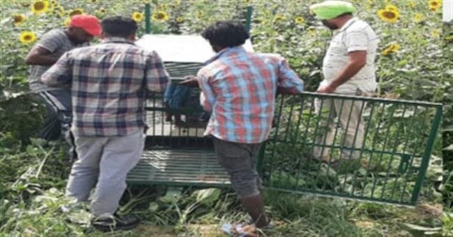 गांव में चीता देखे जाने के बाद क्षेत्र में दहशत, लगाया पिंजरा, टीम तैनात