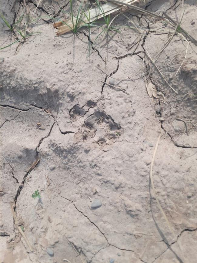 छत गांव में तेंदुए की दहशत, तीन हिरणों को खाया