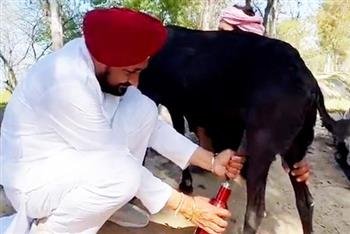 MAN WHO BOUGHT 'CHANNI FAME BAKRI' IN TROUBLE, COURT ORDER TO ARREST HIM FOR NON PAYMENT OF BORROWED MONEY