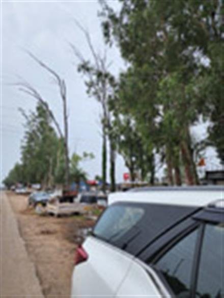 प्रोजेक्ट व दुकानों के आगे सूखने लगे पेड़, जिम्मेदार कौन