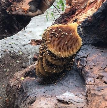 BIG SHOCKING TRAGIC INCIDENT  ON PART OF ADMIN  NEGLIGENCY: ONE  CARMEL STUDENT DIES, SEVERAL INJURED , MAGISTERIAL ENQUIRY ORDERED