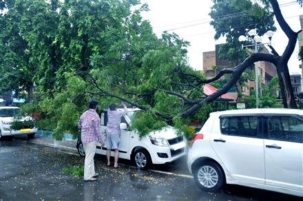 मोहाली में कारों पर गिरा नीम का पेड़, एक कार की छत छलनी, चंडीगढ़ में भी गिरा शहतूत का पेड़