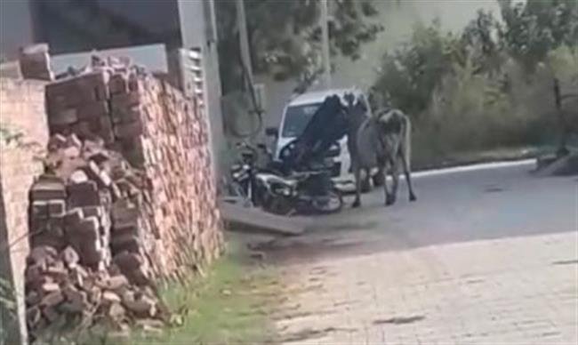 सवारियों से भरे ऑटो को सांड़ ने टक्कर मारकर पलटा, बाल-बाल बची मासूम