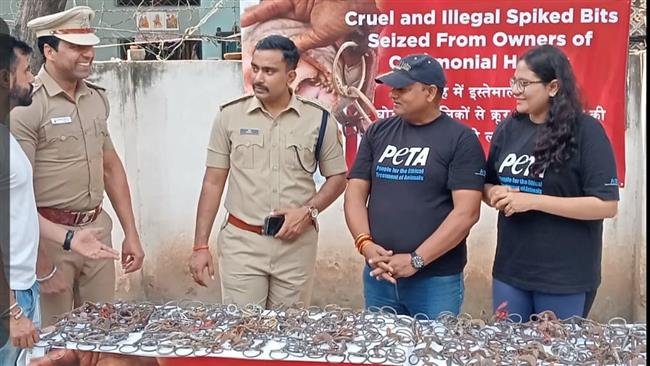 ERADICATION OF CRUELTY IN CEREMONIAL HORSES : 200 SPIKED BITS REMOVED FROM THE HORSES