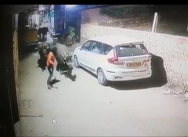 छत गांव में चार भेंसे चोरी, वारदात सीसीटीवी में कैद