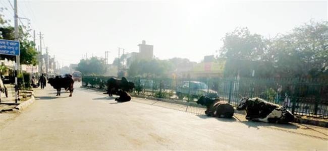 मलोट चौक पर बेसहारा पशुओं का आतंक, दुकानदार परेशान