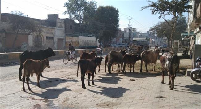 बेसहारा पशुओं से सड़कों पर रहता है जाम