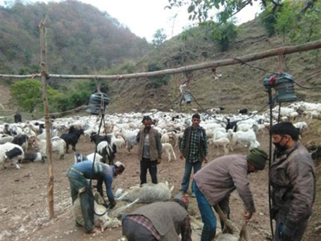 कांगड़ा की ऑर्गेनिक ऊन की पहुंच पश्चिमी बाजारों तक