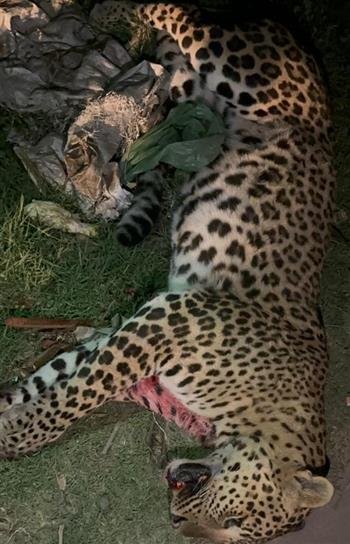 कार की चपेट में आने से एक तेंदुए की मौत, कार सवार बाल-बाल बचा