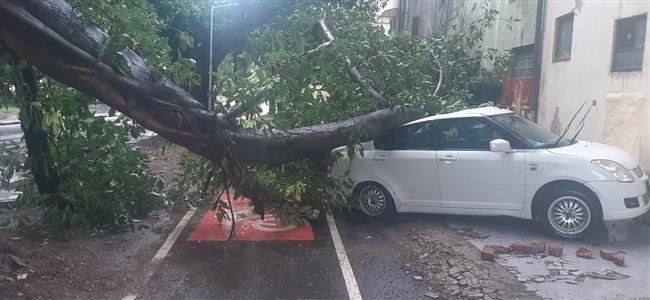 अब हीराक्षी के मामा की कार पर पेड़ गिरा, कार क्षतिग्रस्त, किसी बड़े हादसे से बचाव