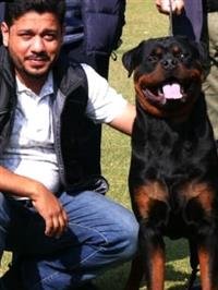 ROYAL KENNEL CLUB TO HOLD TWO DAYS MEGA DOG SHOW IN PANCHKULA  FROM NOV. 18