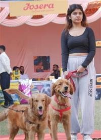 MEGA DOG SHOW BEGINS , BEST ROTTWEILER AND LABRADOR DOGS WIN TITLES