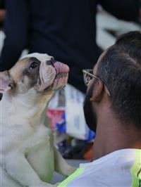 MEGA DOG SHOW CONCLUDES IN PANCHKULA