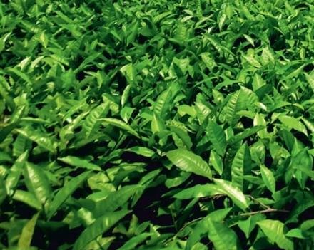 ASSAM TEA STORY ON A TABLE CALENDAR