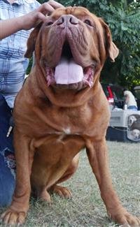 ROYAL KENNEL CLUB PANCHKULA TO HOLD INTERNATIONAL DOG SHOW IN PANCHKULA ON NOV 17