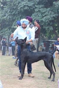 ROYAL KENNEL CLUB IN COLLABORATION WITH ANIMAL HUSBANDRY AND DAIRY DEPARTMENT HOLDS MEGA DOG SHOW