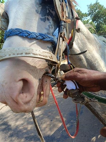 HORSES IN TRICITY FREED FROM PAINFUL SPIKED BITS DUE TO PEEDU’S PEOPLE’S TIRELESS EFFORTS