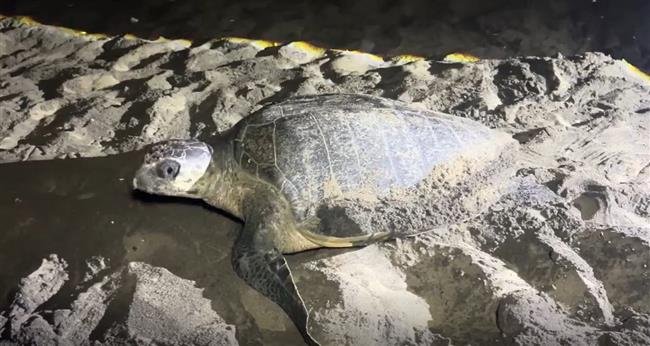 ..जब कछुए नाचते हैं, तो धरती मुस्कुराती है