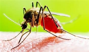 खास खबरः 14 साल में भारत में डेंगू के करीब 27 लाख केस