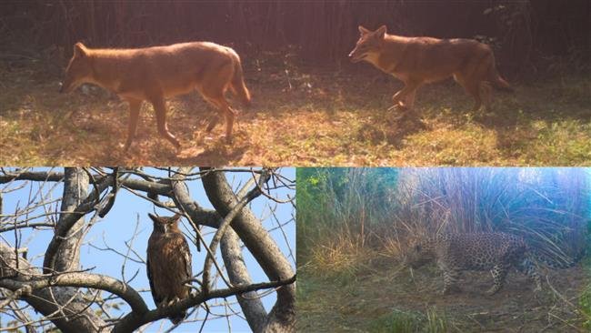 WILDLIFE SURVEY IN SUKHNA WILDLIFE SANCTUARY , BOTANICAL GARDEN, SUKHNA CHOE RESERVE FOREST, LAKE FOREST CONDUCTED