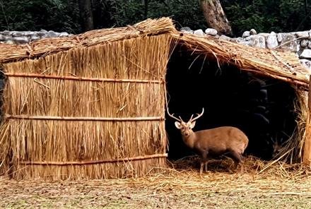 FOREST & WILDLIFE PRESERVATION DEPTT. MADE SPECIAL ARRANGEMENTS AT CHHATBIR ZOO FOR PROTECTING ANIMALS FROM WINTER