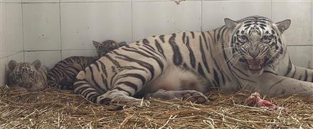 OVER 5 LAKH PEOPLE VISITED CHHATBIR ZOO IN ONE YEAR, GOVT SCHOOL STUDENTS PEGGED AT 62000