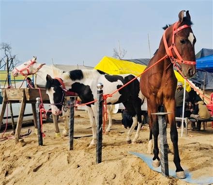 MAGHI MELA: HOOFBEATS ECHO ‘GHORA MANDI’ AS ANIMAL ENTHUSIASTS CONVERGE AT SRI MUKTSAR SAHIB